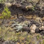 CAR evidenció afectación a frailejones en el Páramo de Rabanal