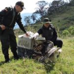 Corpoboyacá libera águila crestada de montaña en Boyacá