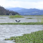 Nuevas estrategias para recuperar la Laguna de Fúquene