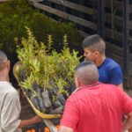 Este Domingo de Ramos Corpoboyacá entrega de 40.000 plantas nativas